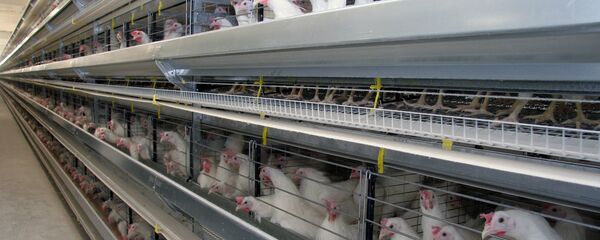 Птицы на фабрике Птицы на фабрике - Sputnik Արմենիա