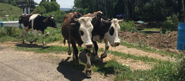 Коровы - Sputnik Армения