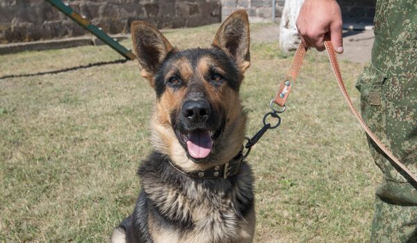 Сторожевая собака пограничника - Sputnik Армения