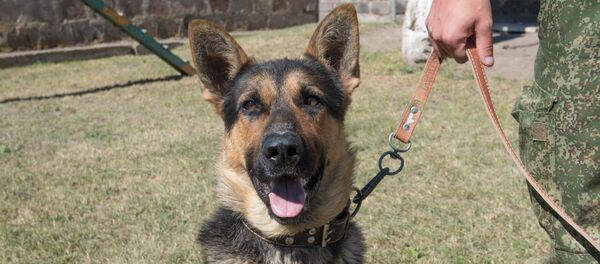 Сторожевая собака пограничника Сторожевая собака пограничника - Sputnik Արմենիա