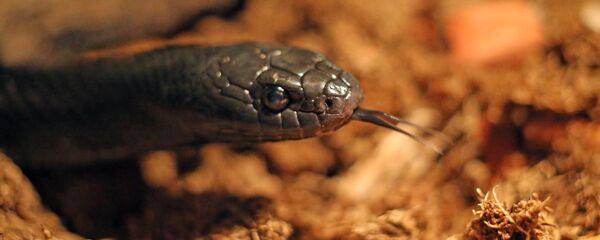 Выставка змей в Калининграде Выставка змей в Калининграде - Sputnik Արմենիա