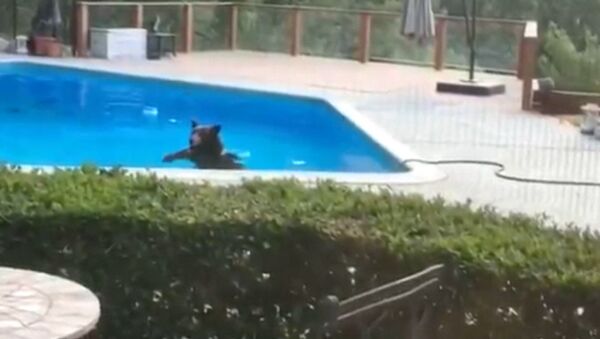 СПУТНИК_Медведь в бассейне, или Как американский косолапый спасался от жары - Sputnik Армения