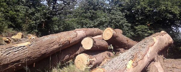 Обрезанные деревья заповедника Шикагох - Sputnik Армения