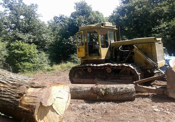 Обрезанные деревья заповедника Шикагох Обрезанные деревья заповедника Шикагох - Sputnik Արմենիա