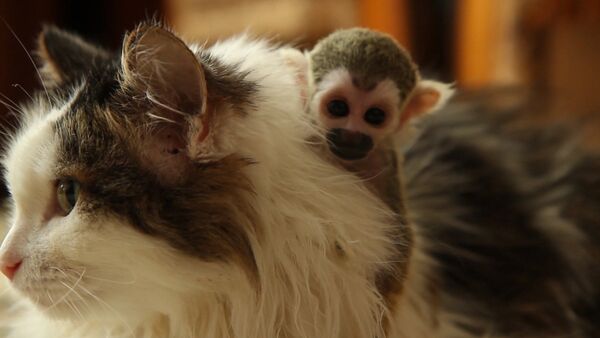 Спутник_Брошенная родителями обезьяна обнимала приемную маму-кошку и каталась на ней - Sputnik Армения
