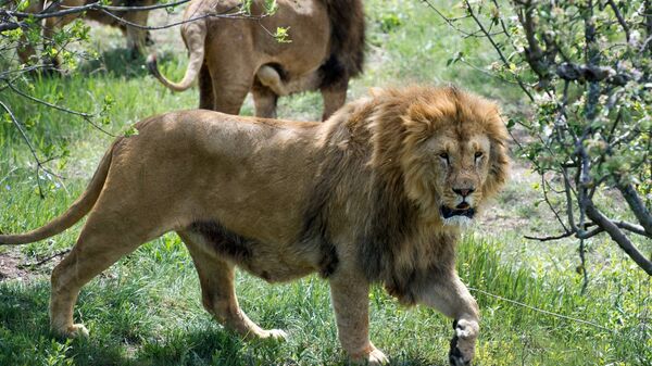 Выпуск львов в крымском сафари-парке Тайган - Sputnik Արմենիա