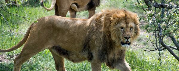 Выпуск львов в крымском сафари-парке Тайган Выпуск львов в крымском сафари-парке Тайган - Sputnik Армения