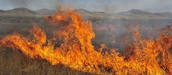 Пожар в лесу Пожар в лесу - Sputnik Արմենիա