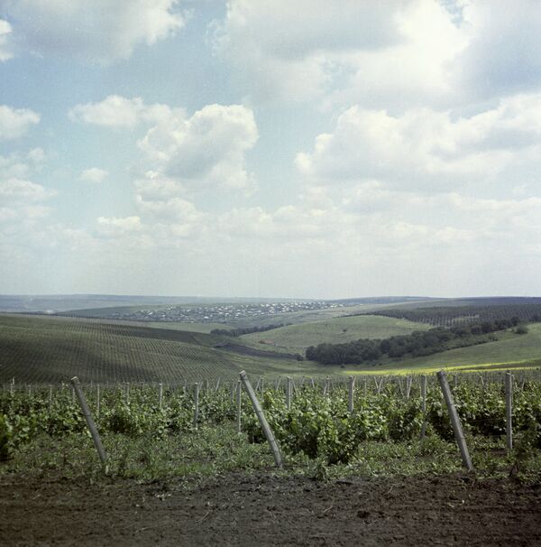 Виноградники Молдавии Виноградники Молдавии - Sputnik Армения