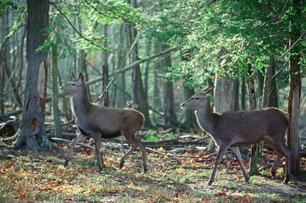 Косули в Национальном парке Омега в Канаде Косули в Национальном парке Омега в Канаде - Sputnik Армения
