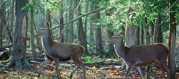 Косули в Национальном парке Омега в Канаде - Sputnik Արմենիա