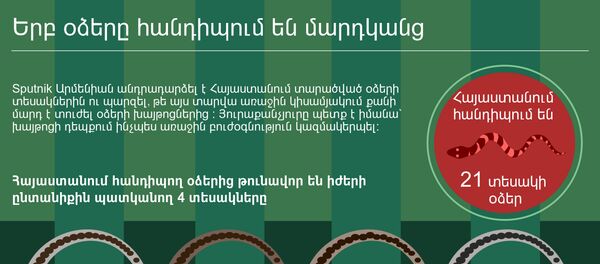 Երբ օձերը հանդիպում են մարդկանց Երբ օձերը հանդիպում են մարդկանց - Sputnik Արմենիա