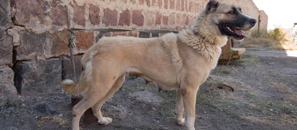 Армянский гампр Урмине - Sputnik Армения