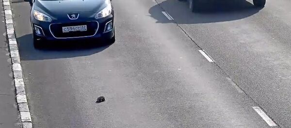 СПУТНИК_ Водитель спас котенка на дороге в Калининграде. Съемка камеры слежения СПУТНИК_ Водитель спас котенка на дороге в Калининграде. Съемка камеры слежения - Sputnik Արմենիա