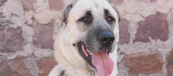 Армянский гампр - Sputnik Армения