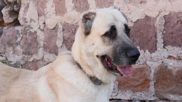 Гампр по имени Араз Кинологического союза Армении Гампр по имени Араз Кинологического союза Армении - Sputnik Արմենիա