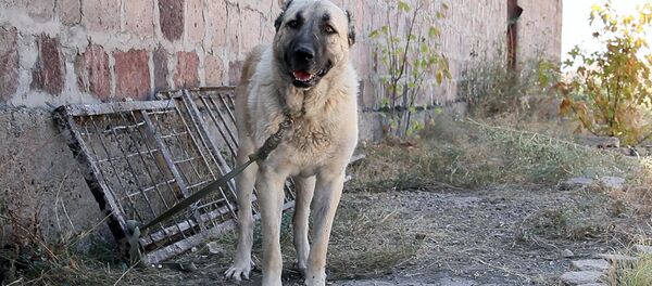 Հայաստանի կինոլոգիական միության նախագահ Վիոլետա Գաբրիելյանը պատմում է հայկական գամփռի յուրահատկությունների մասին Հայաստանի կինոլոգիական միության նախագահ Վիոլետա Գաբրիելյանը պատմում է հայկական գամփռի յուրահատկությունների մասին - Sputnik Արմենիա