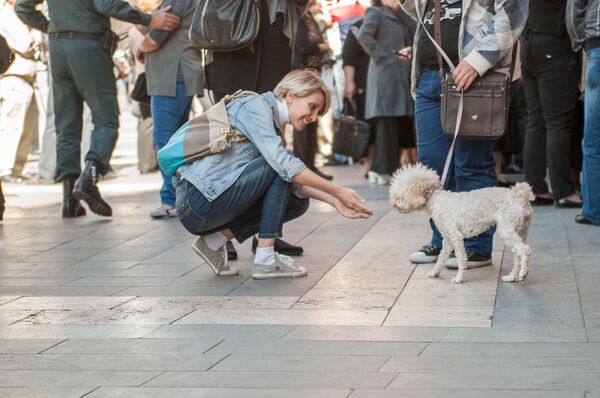 Акция правозащитников животных у правительства РА с требованием решения проблемы бездомных собак Акция правозащитников животных у правительства РА с требованием решения проблемы бездомных собак - Sputnik Армения