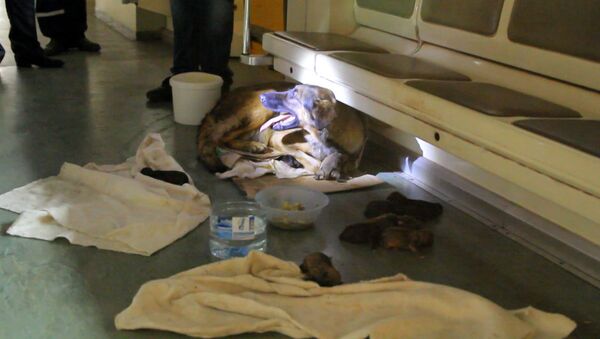 Спутник_Хвостатые пассажиры: дворняжка родила девять щенков в вагоне метро - Sputnik Армения