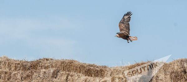 Совместные батальонные тактические учения военнослужащих российской военной базы ЮВО и военнослужащих ВС МО РА. Орел в небе - Sputnik Армения