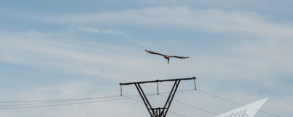 Совместные батальонные тактические учения военнослужащих российской военной базы ЮВО и военнослужащих ВС МО РА. Орел в небе - Sputnik Արմենիա