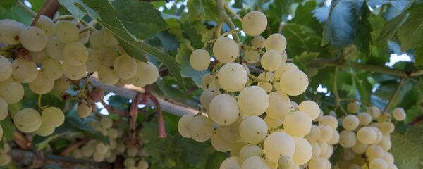 Село Уджан. Виноград Село Уджан. Виноград - Sputnik Արմենիա