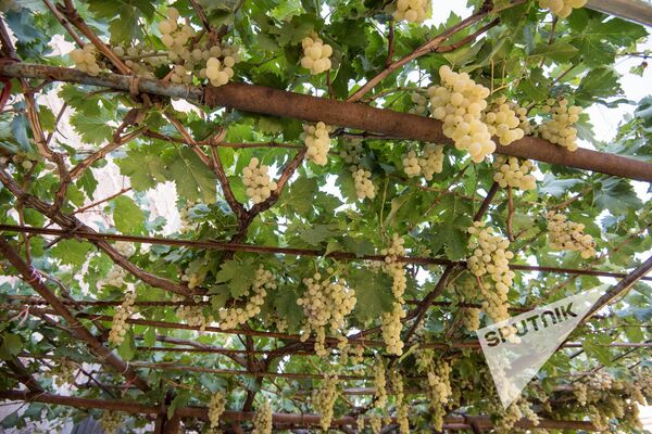 Символы земли Араратской, или Как безошибочно узнать Армению - Sputnik Армения