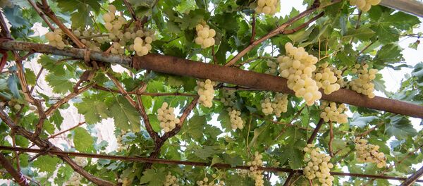 Село Уджан. Виноград - Sputnik Армения