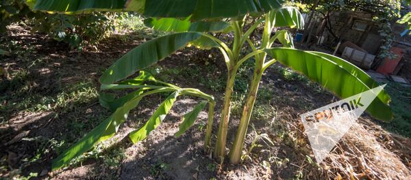 Село Уджан. Банановое дерево Село Уджан. Банановое дерево - Sputnik Արմենիա