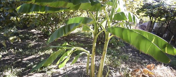 В армянском Уджане фермер выращивает банан и ждет урожая В армянском Уджане фермер выращивает банан и ждет урожая - Sputnik Армения