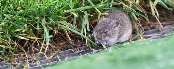 Мышь на футбольном поле Мышь на футбольном поле - Sputnik Արմենիա