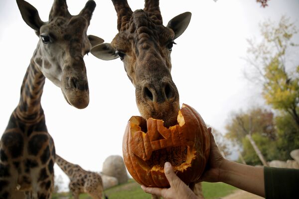 Праздник Хэллоуин в Италии отпраздновали также в зоопарке. - Sputnik Армения