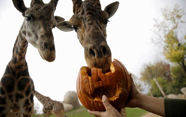 Праздник Хеллоуин в Италии отпраздновали также в зоопарке. - Sputnik Армения