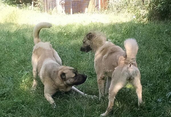 Армянский гампр  - Sputnik Армения