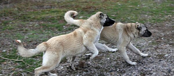 Армянский гампр - Sputnik Армения