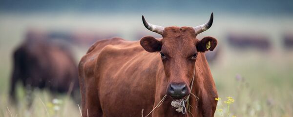 Корова Корова - Sputnik Армения