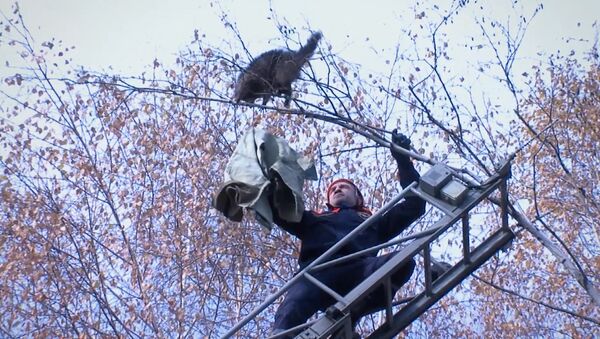 Спутник_Испугавшись спасателей,  енот cпрыгнул с 10-метровой березы в Пятигорске - Sputnik Армения