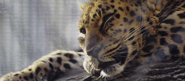 Дальневосточный леопард - Sputnik Армения