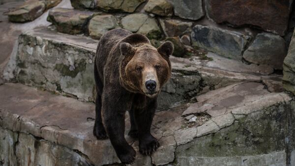 Бурый медведь . Архивное фото. - Sputnik Армения