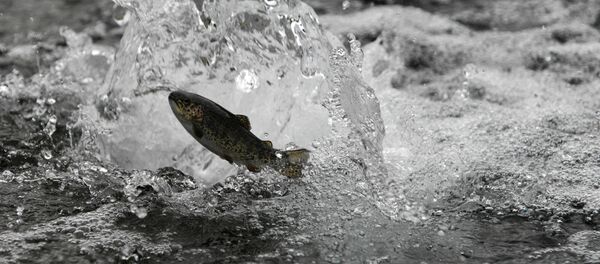 Мальки радужной форели Мальки радужной форели - Sputnik Արմենիա