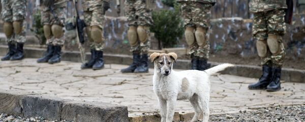 Щенок в одной из воинских частей ВС РА - Sputnik Արմենիա