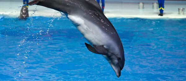 Шоу-мюзикл «Затерянный мир» в «Москвариуме» Шоу-мюзикл «Затерянный мир» в «Москвариуме» - Sputnik Армения