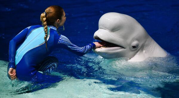 Шоу-мюзикл «Затерянный мир» в «Москвариуме» - Sputnik Армения