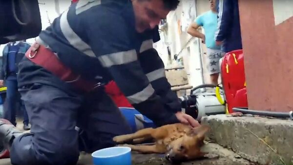 Румынский пожарный спас собаке жизнь - Sputnik Армения