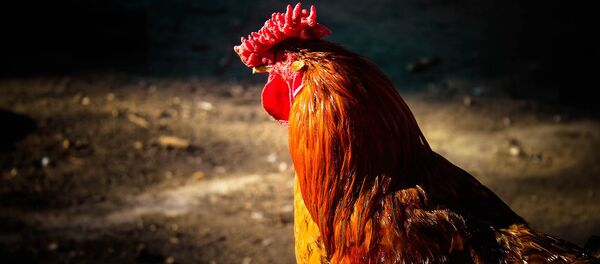 Год огненного петуха Год огненного петуха - Sputnik Արմենիա