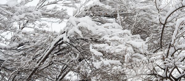 Заснеженный Ереван - Sputnik Армения