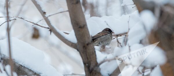 Заснеженный Ереван - Sputnik Армения