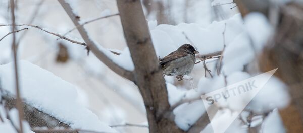 Заснеженный Ереван - Sputnik Армения