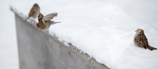 Заснеженный Ереван Заснеженный Ереван - Sputnik Արմենիա