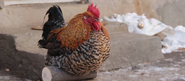 Армянский фермер рассказал о характере символа 2017 года – петуха - Sputnik Армения